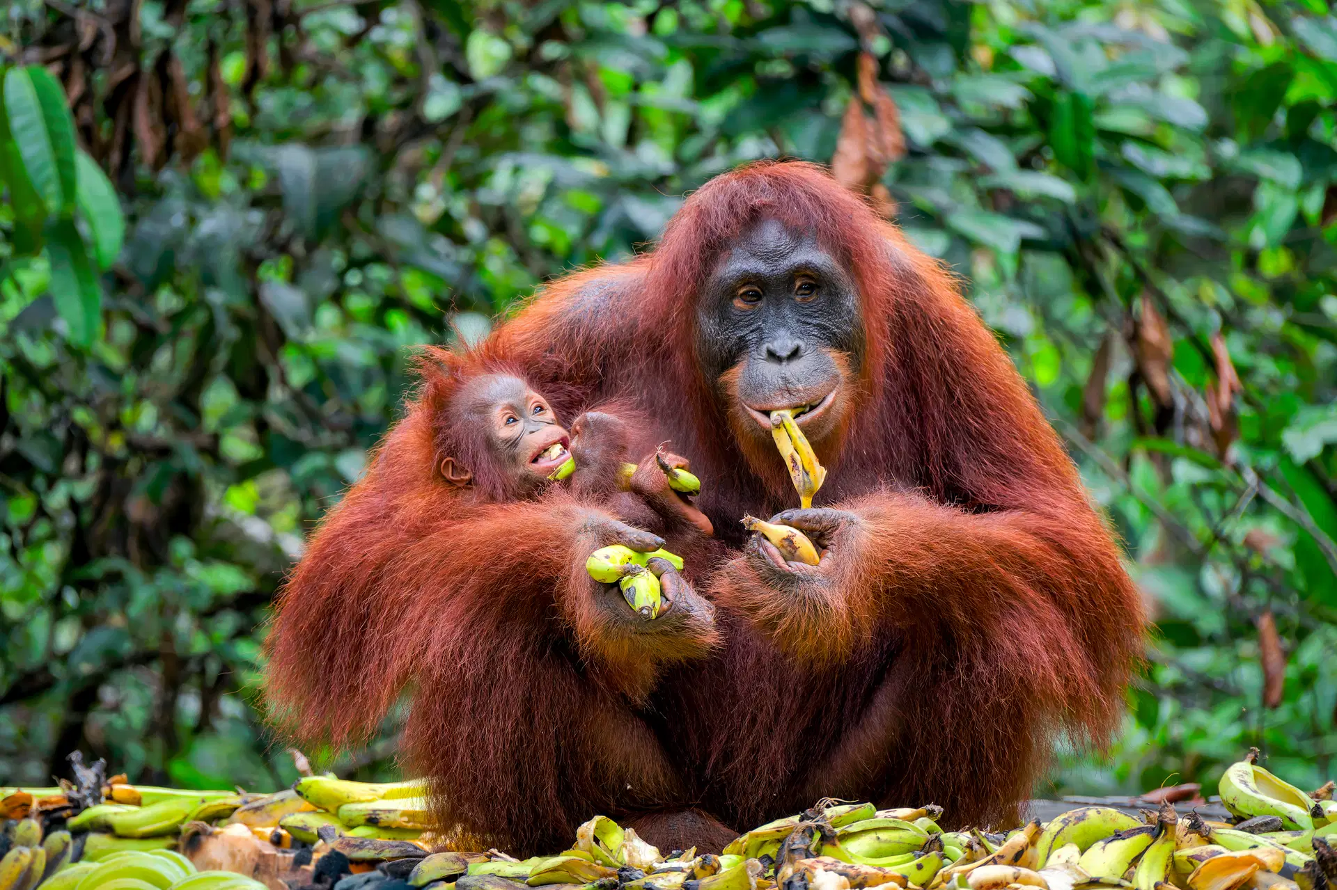 Orangutany Malezja dżungla tropikalna zwierzęta Azja