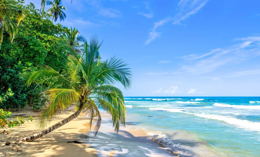 plaża Kostaryka palmy ocean Pacyfik Guanacaste