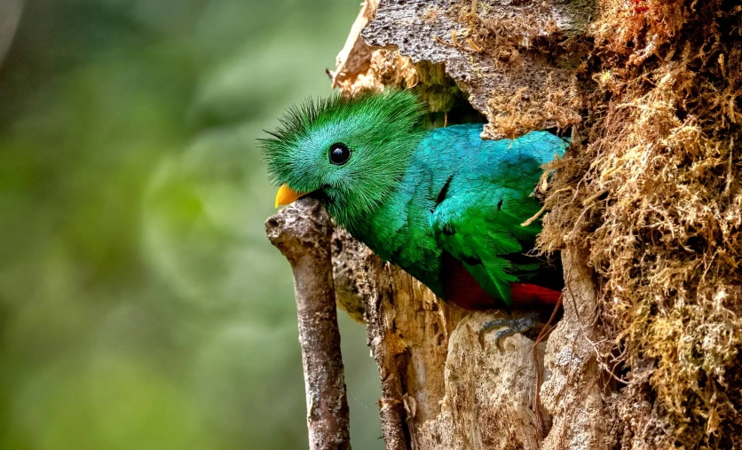ptak kwezala Kostaryka egzotyczna fauna