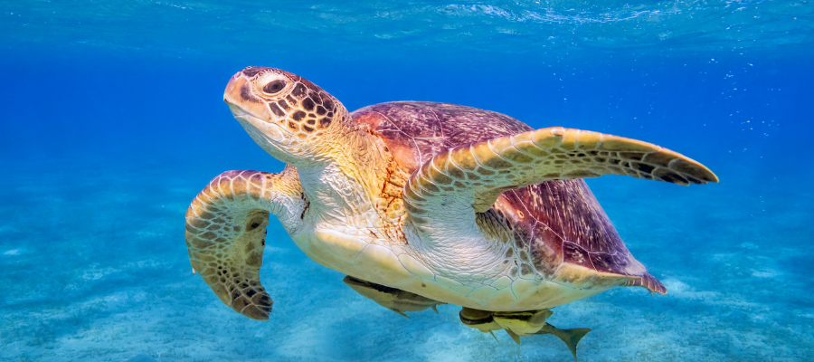 Żółw morski podczas snorkelingu w Marsa Alam