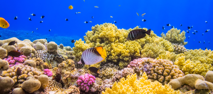Rafa koralowa i kolorowe ryby w Marsa Alam w Egipcie