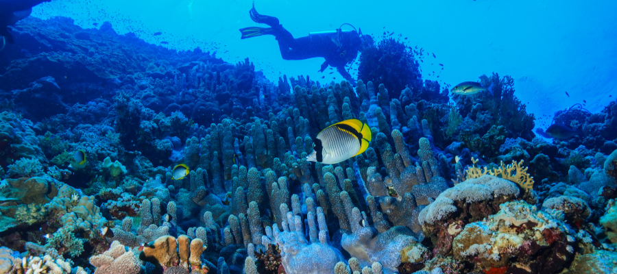 Rafa koralowa Morze Czerwone Egipt – snorkeling i nurkowanie w Egipcie