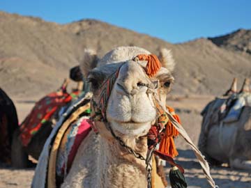 Hurghada - last minute