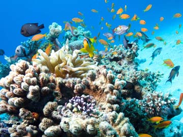 Sharm El Sheikh - last minute
