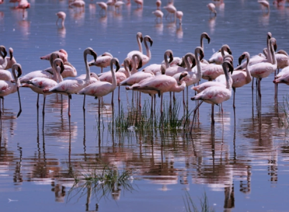 Kenia