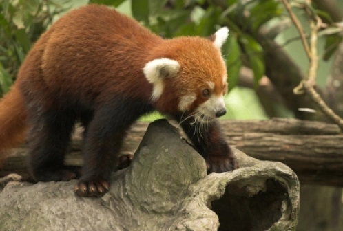Przewodnik po Nepal
