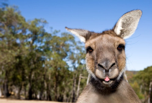 Przewodnik po Australia