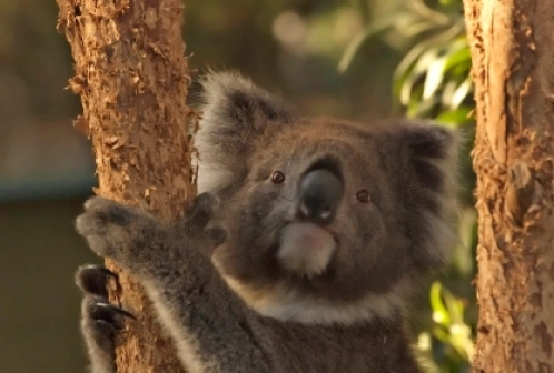 Przewodnik po Australia