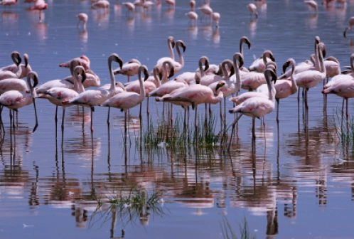 Przewodnik po Kenia