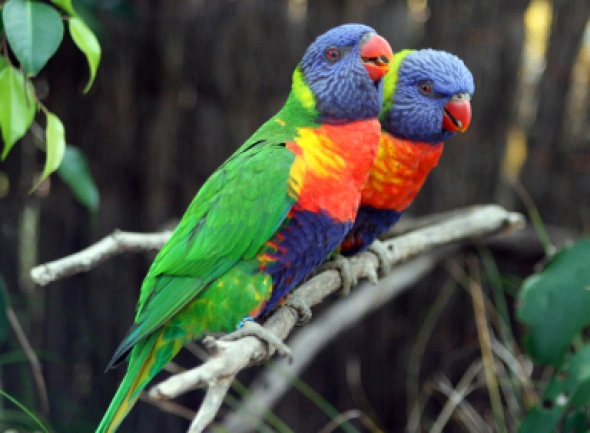 Peru
