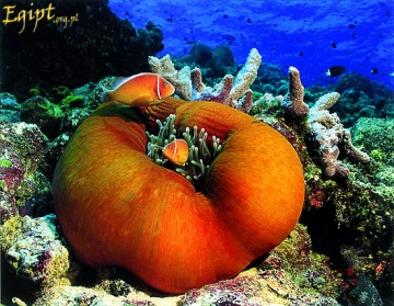 Hurghada
