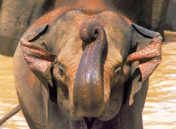 Sri Lanka