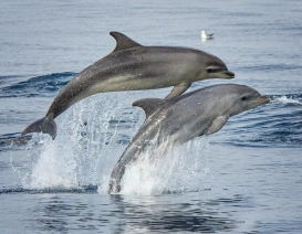 Delfiny na Maderze