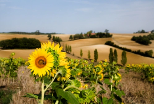 Francja