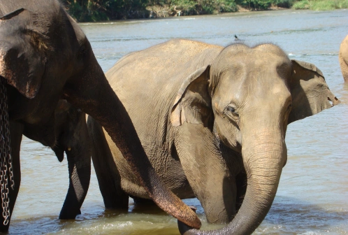 Przewodnik po Sri Lanka