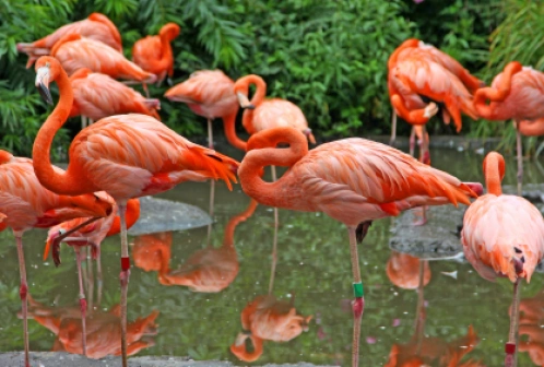 Przewodnik po Curacao