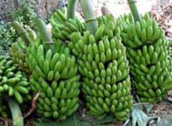 La Palma