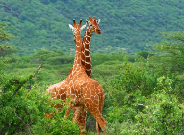Kenia