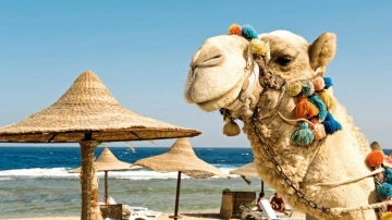 Przewodnik po Nuweiba