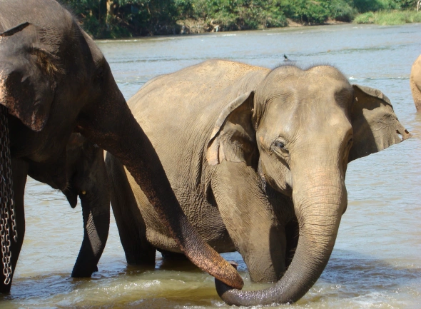 Sri Lanka