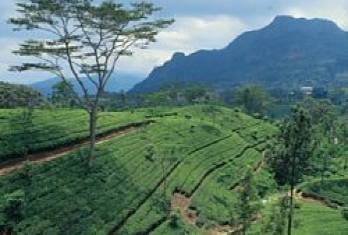 Przewodnik po Sri Lanka