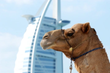 Przewodnik po Placówki dyplomatyczne w Emiratach Arabskich