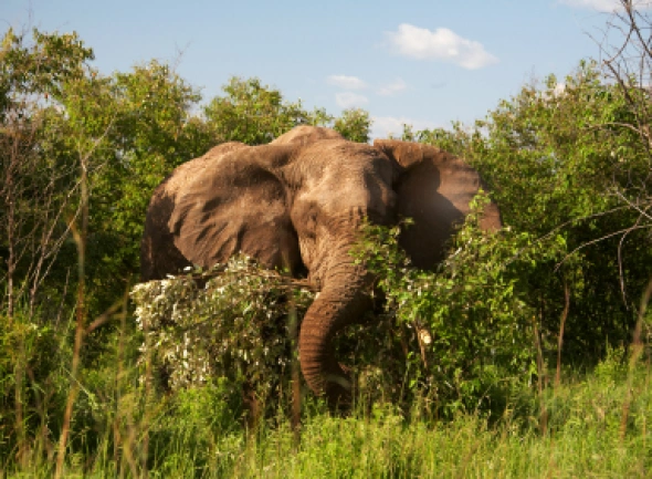 Tanzania