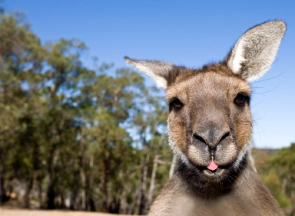 Australia