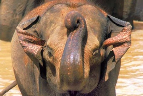 Przewodnik po Sri Lanka