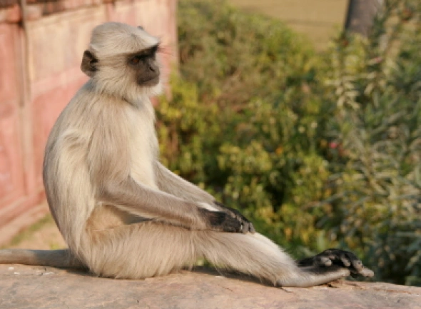Goa