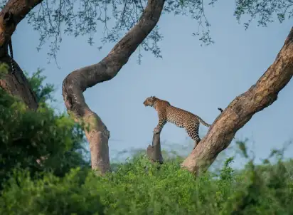 Wycieczka objazdowa 3 kraje Afryki Wschodniej - Kenia, Uganda, Rwanda, Kenia