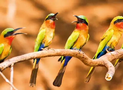Wycieczka objazdowa Afryka naturalnie dzika, Gambia