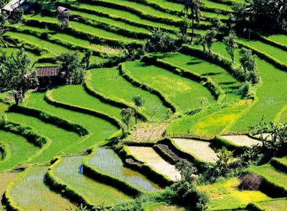 Wycieczka objazdowa Bali - Wyspa Bogów Premium, Indonezja