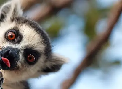 Wycieczka objazdowa Baobaby Grandidiera, Madagaskar