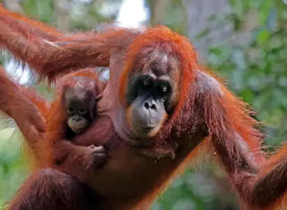 Wycieczka objazdowa Borneo, Jawa i Celebes - Sundajski wehikuł czasu, Indonezja