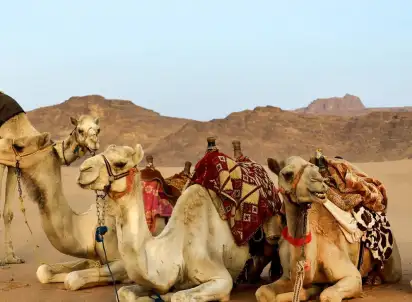 Wycieczka objazdowa Egzotyka Light - Emiraty Arabskie - Premium, Emiraty Arabskie