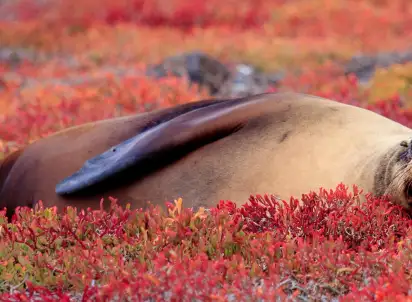 Wycieczka objazdowa Galapagos - Gala zwierząt, Ekwador