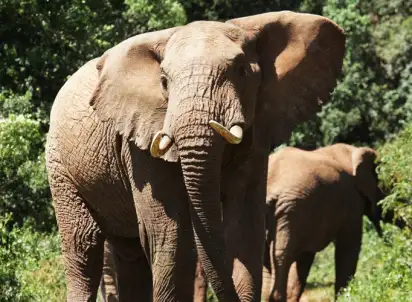 Wycieczka objazdowa Kenia - w pogoni za Wielką Piątką, Kenia