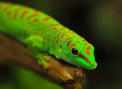 Wycieczka objazdowa Madagaskar - aleja baobabów i parki narodowe, Madagaskar