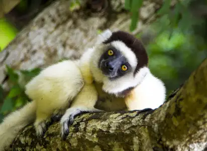 Wycieczka objazdowa Madagaskar - w krainie lemurów, Madagaskar