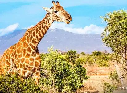 Wycieczka objazdowa Na Czerwonej Ziemi Masajów, Kenia