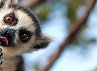 Wycieczka objazdowa Natura Lemura, Madagaskar