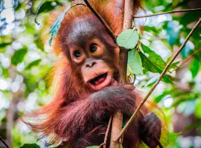 Wycieczka objazdowa Naturalne piękno Indonezji, Indonezja