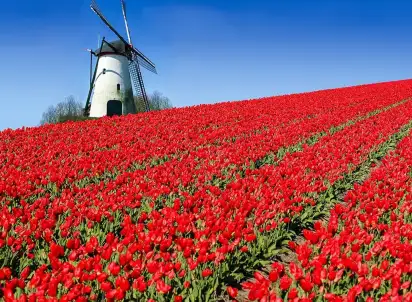 Wycieczka objazdowa Parada kwiatów w Keukenhof, Holandia