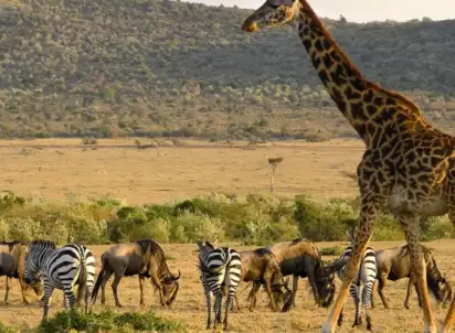 Wycieczka objazdowa RPA -  Zimbabwe /+ opcja Botswana/, RPA