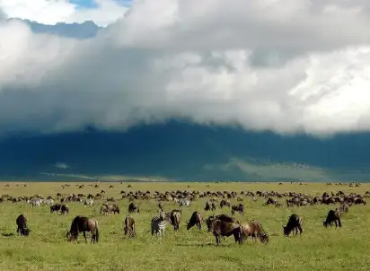Wycieczka objazdowa Safari Tarangire i Ngorongoro, Tanzania
