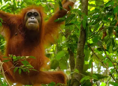 Wycieczka objazdowa Singapur, Jawa, Bali i Sumatra - wulkany i orangutany, Singapur