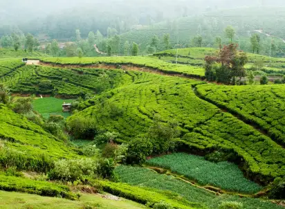 Wycieczka objazdowa Sri Lanka- Smak Herbaty z Cynamonem, Sri Lanka