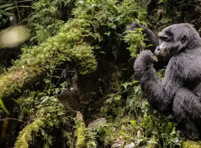 Wycieczka objazdowa Uganda - Tropem Goryli, Uganda