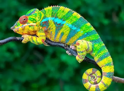 Wycieczka objazdowa W Krainie Lemurów i Baobabów, Madagaskar